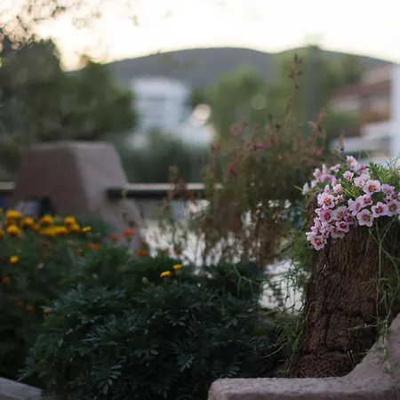 Palm Tree بساكوذيا