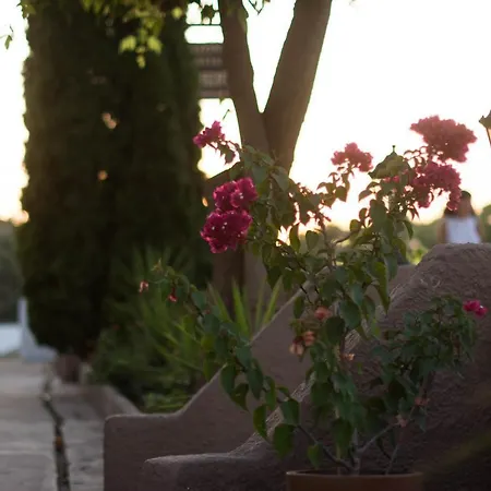 شقة Palm Tree بساكوذيا